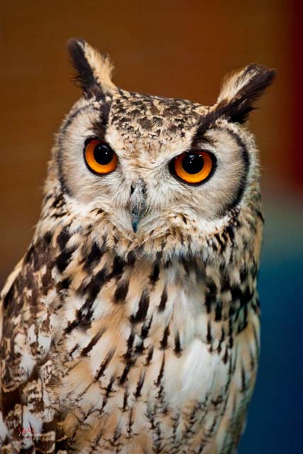 Semana Ciencias en Los Tilos